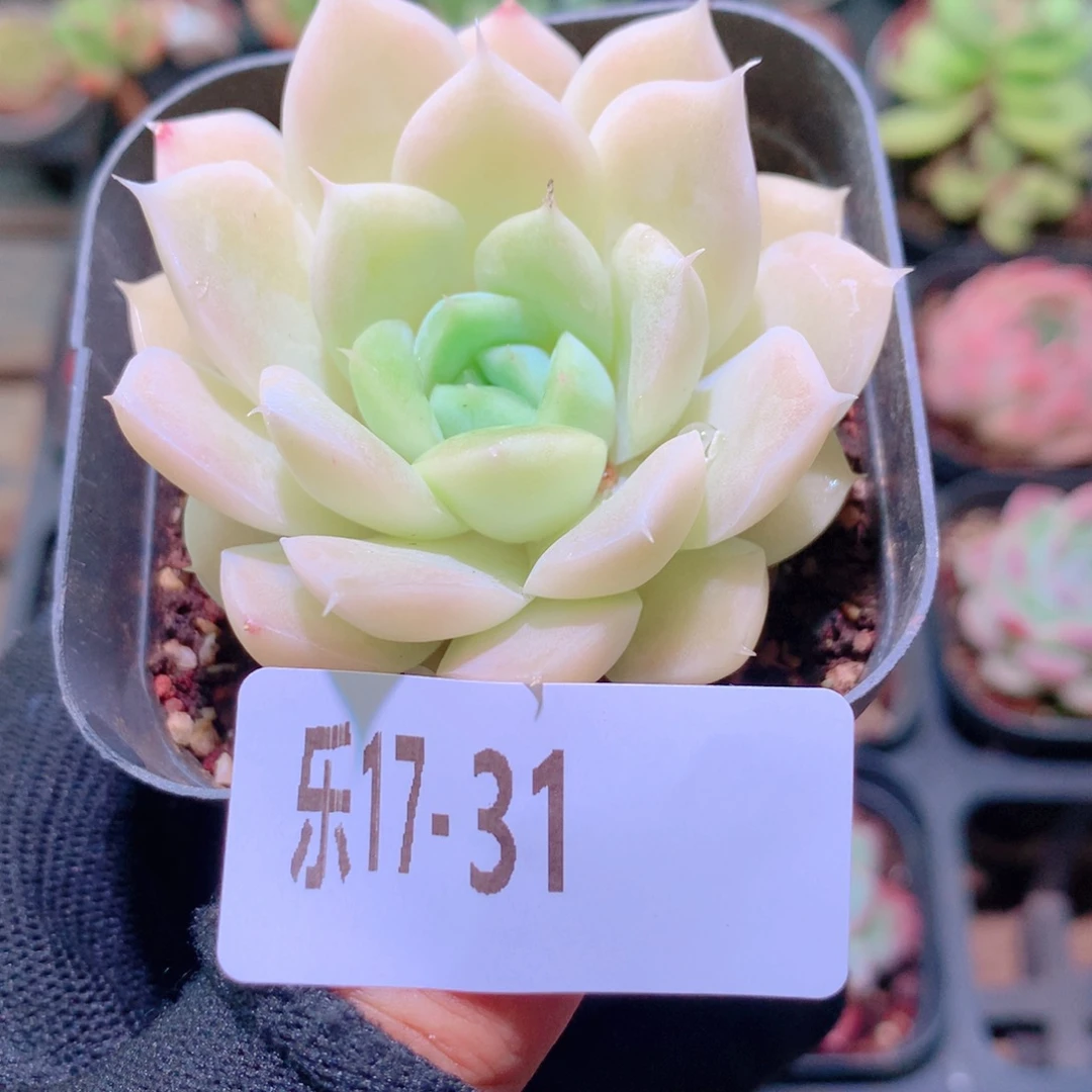 乐然17-31 白冰雪女王