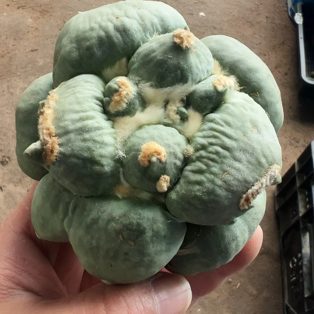 无花朵达摩连瓷蛋尤牡丹469