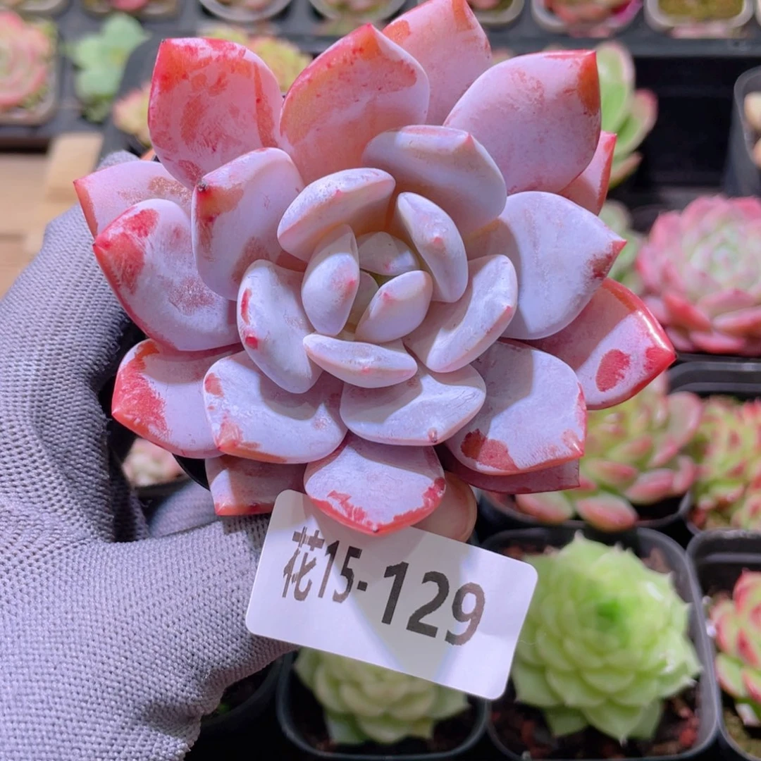 花利美15-129糖心雪天使