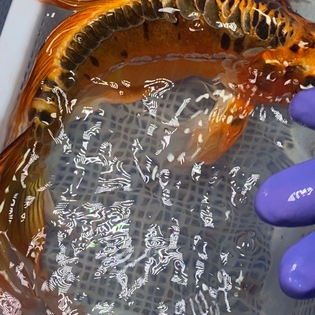 锦鲤冷水锦鲤（无开箱视频不售后）