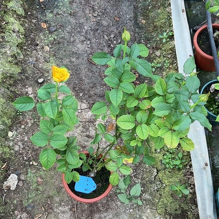 无花朵烛火一加仑