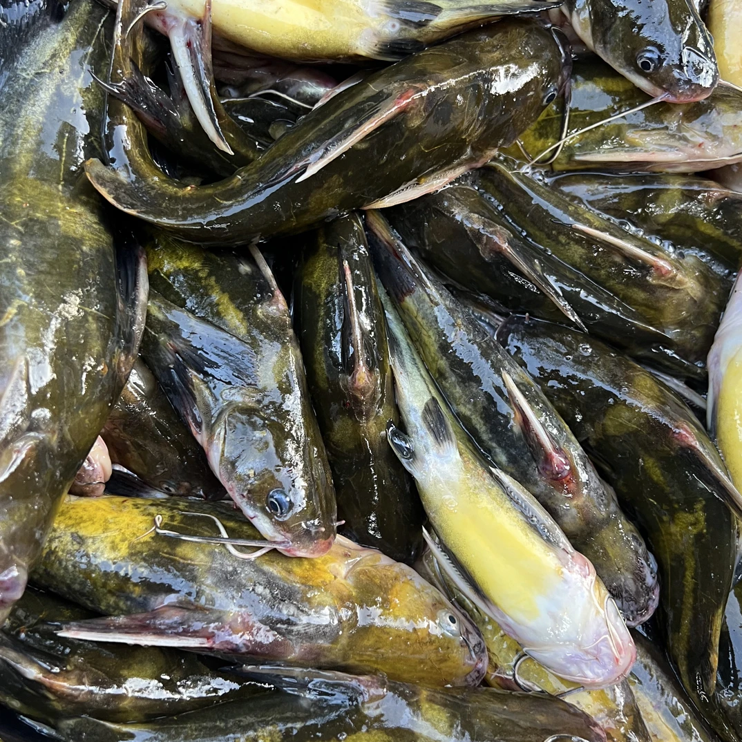 兴凯湖虎皮嘎牙子淡水鱼顺丰冷链包邮