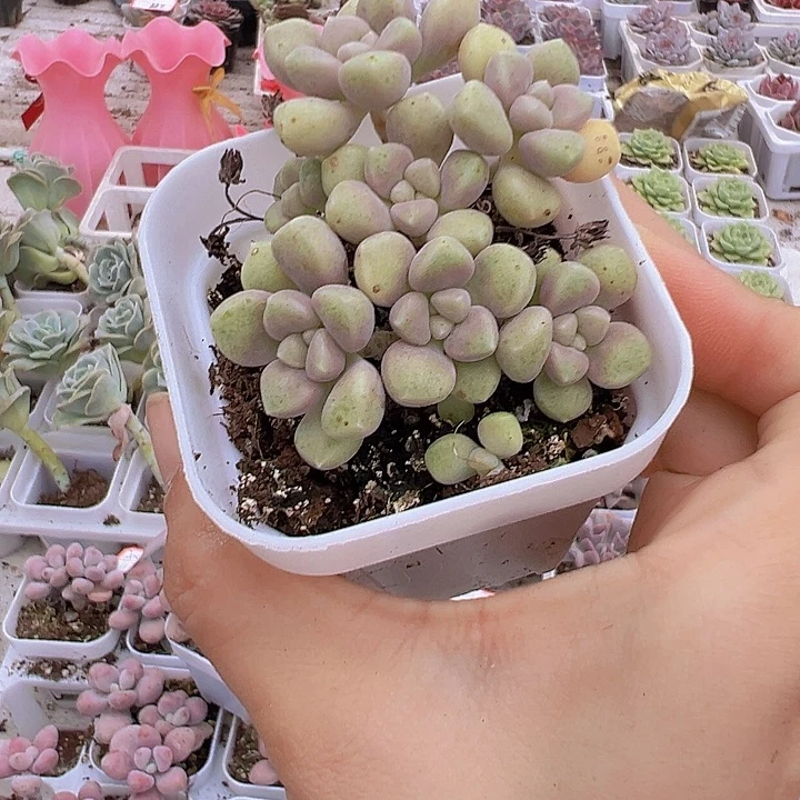 姬秋丽19包邮多肉植物
