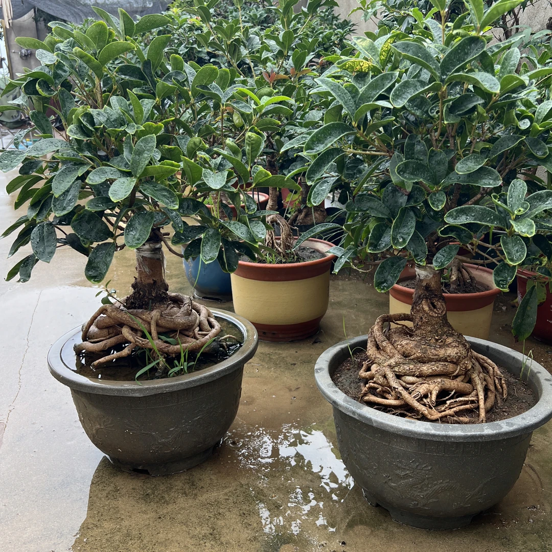 桂花盆栽易活造型苗木绿植适合室内阳台摆放的盆景老桩