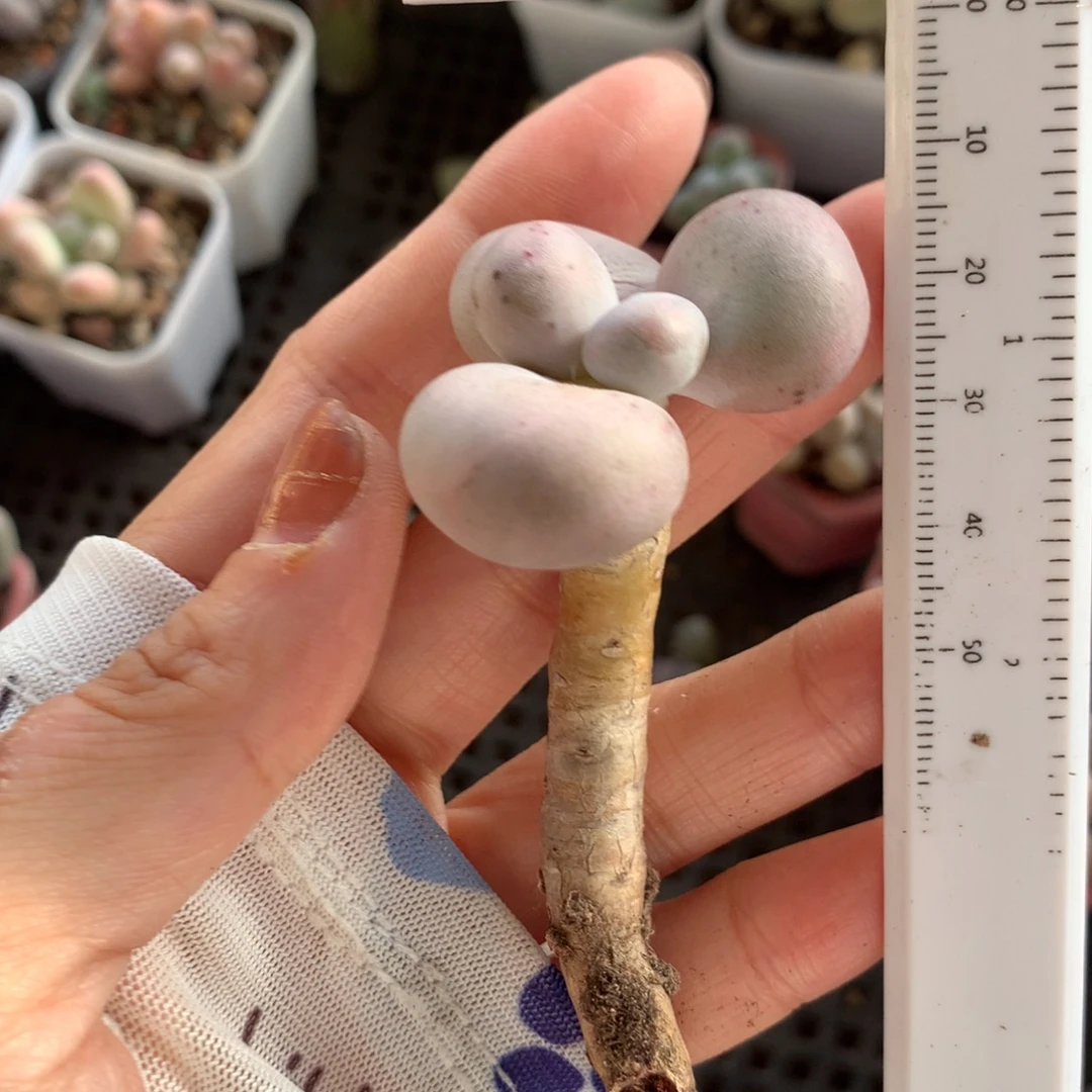 库普奶酪多肉库普哦