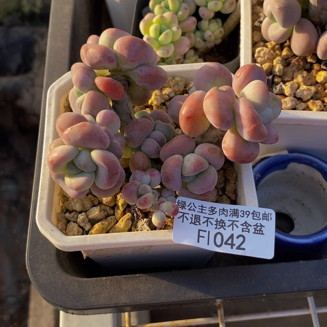 042腰子洛神多肉7cm