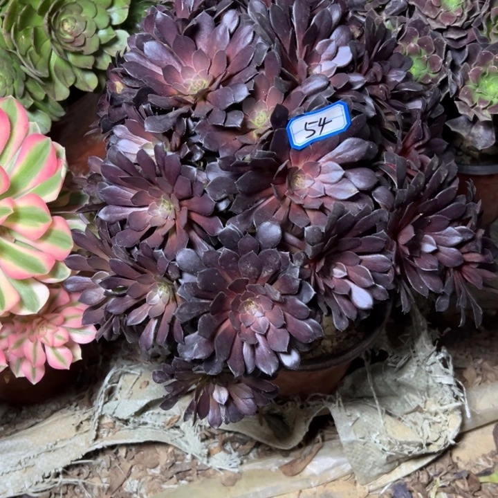 多肉植物断枝不包