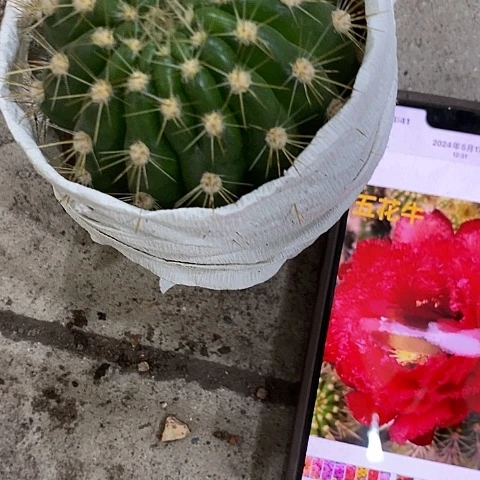 五花牛毛花，5-8公分左右