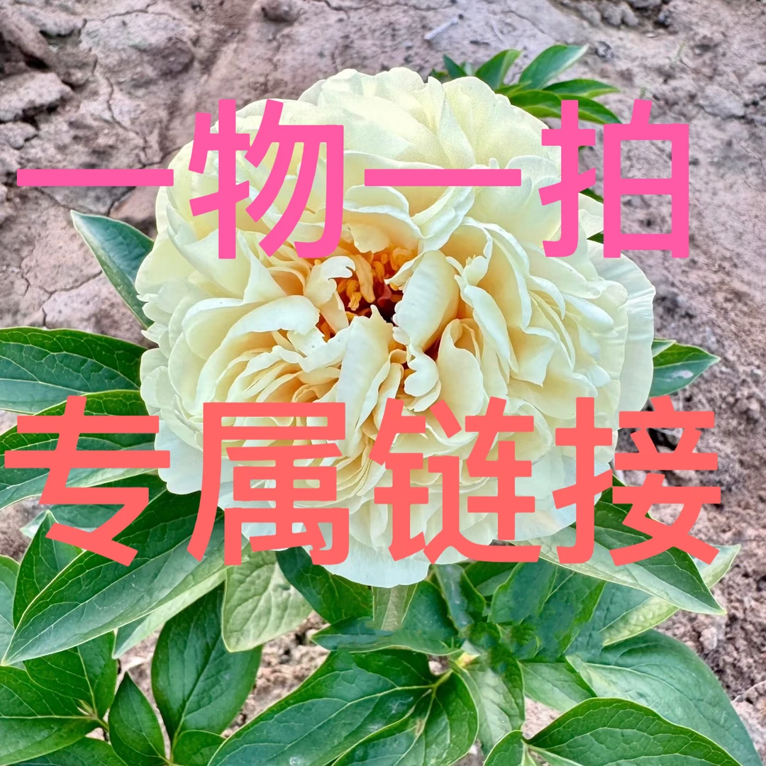 【一物一拍】牡丹芍药花苗
