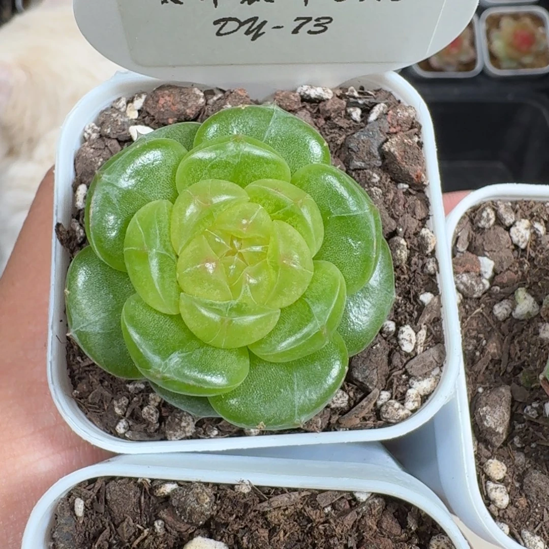 0918-73-1059单头