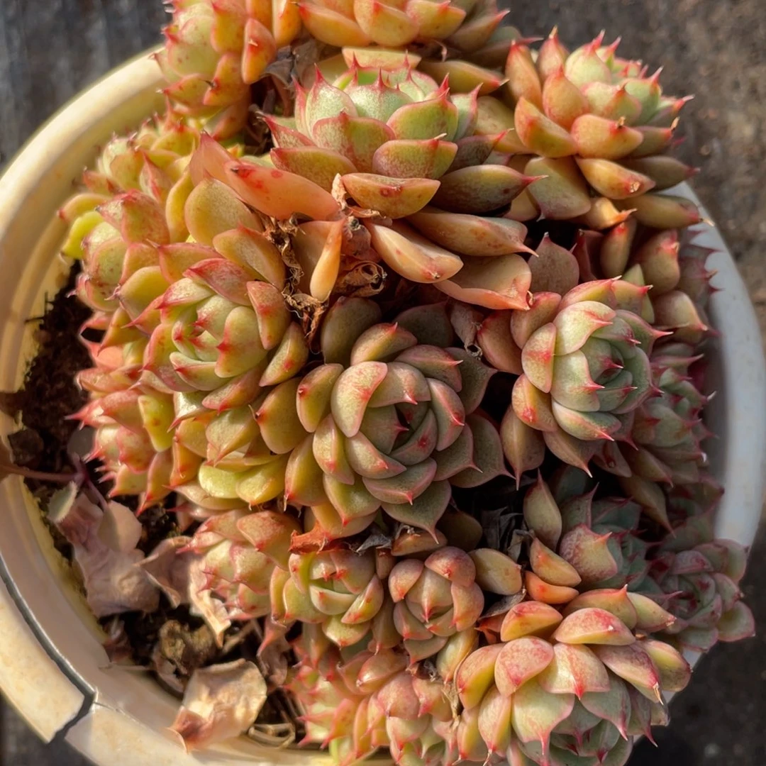 笨吧蒂斯 一物一拍