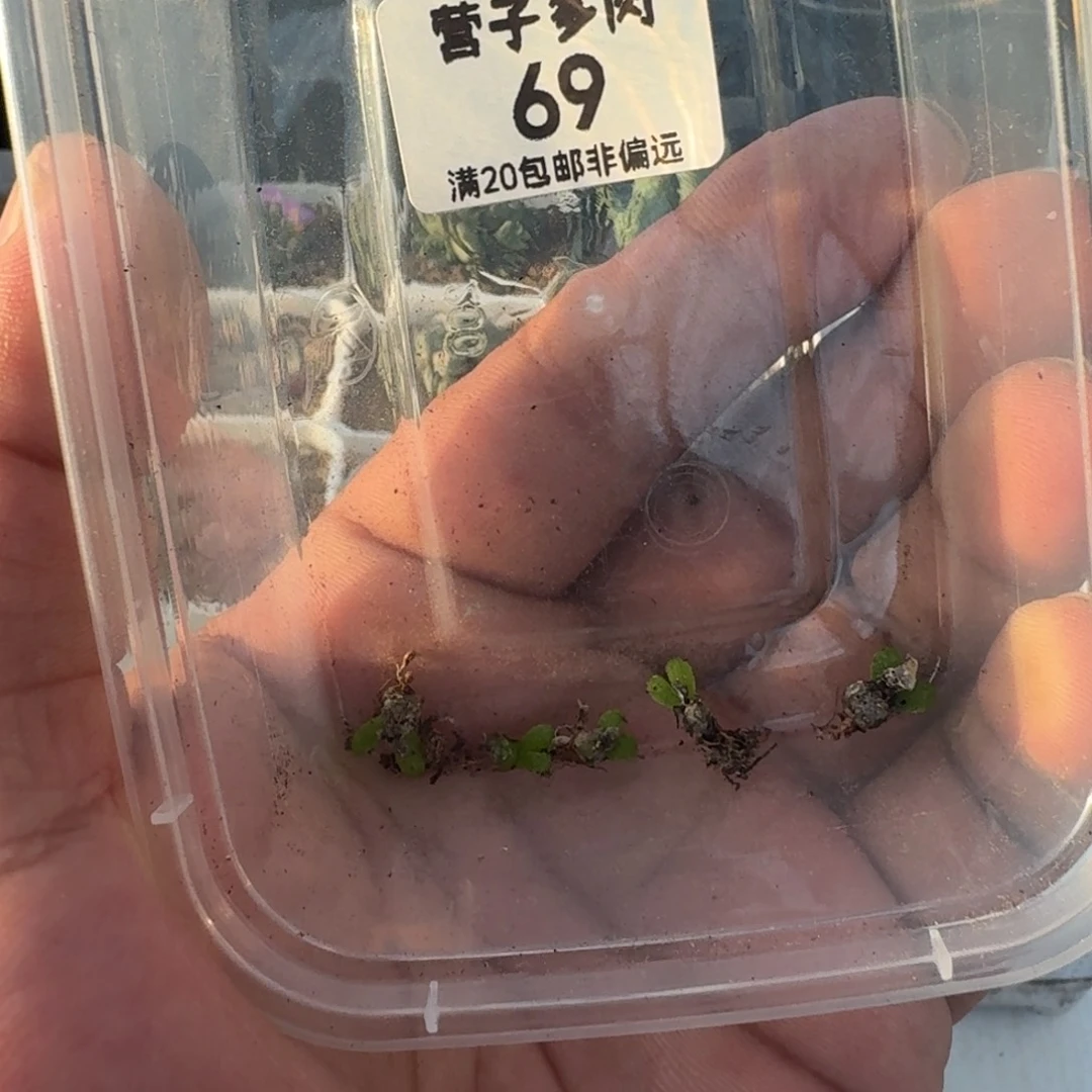 妖奇玉。