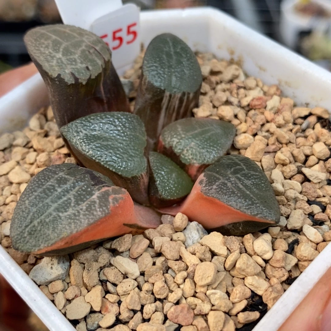 555网纹克锦一物一拍