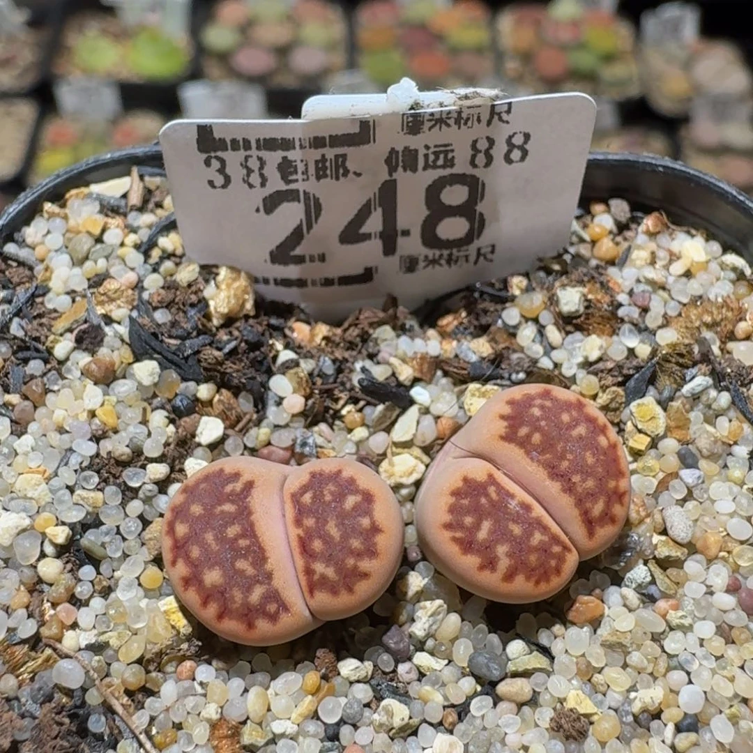 Sssss精品生石花248