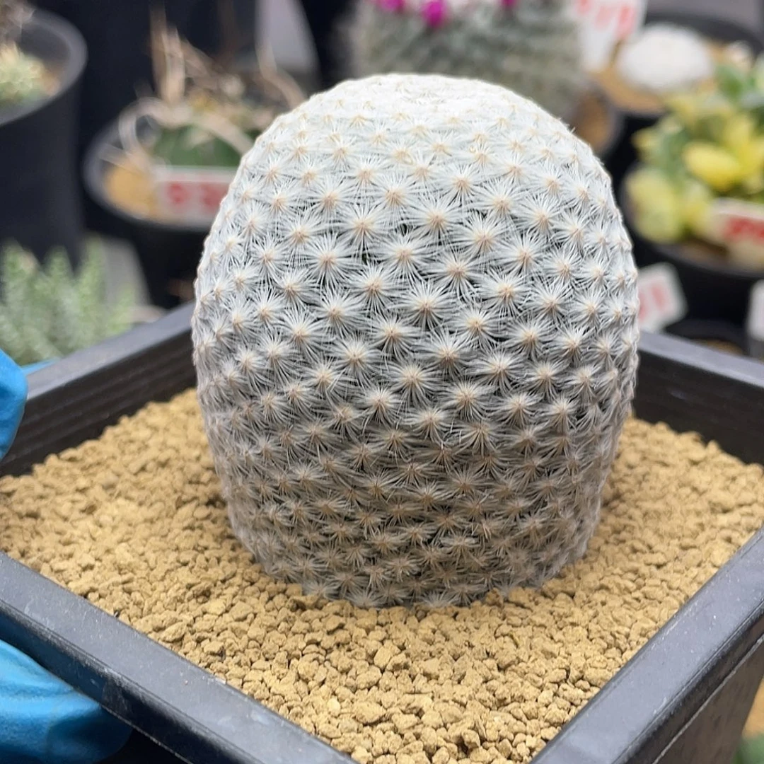 大玉白鸟带盆土包邮