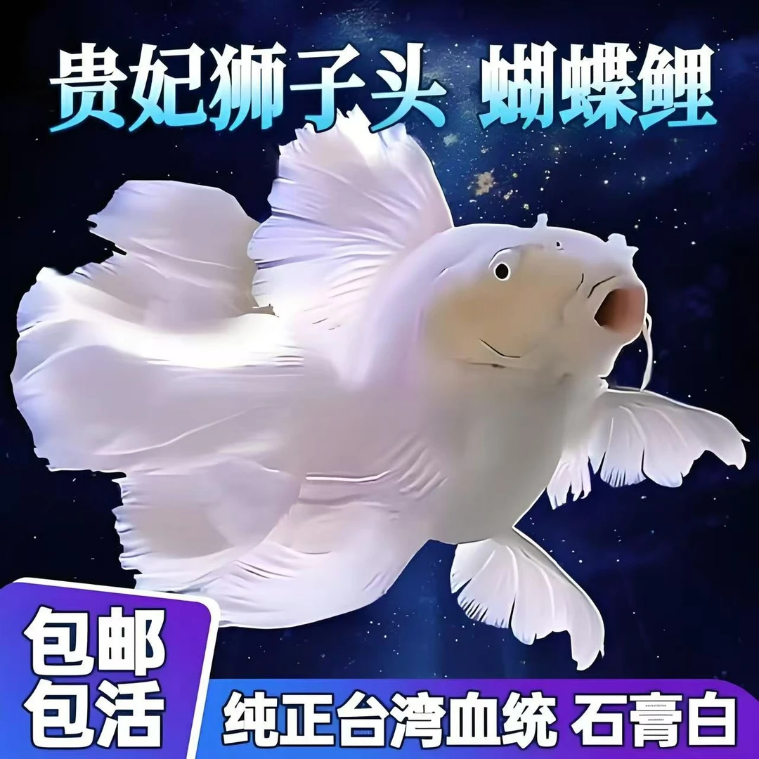 纯种蝴蝶鲤精品石膏白色短球观赏鱼养鱼饲养活体发货养殖耐活混养