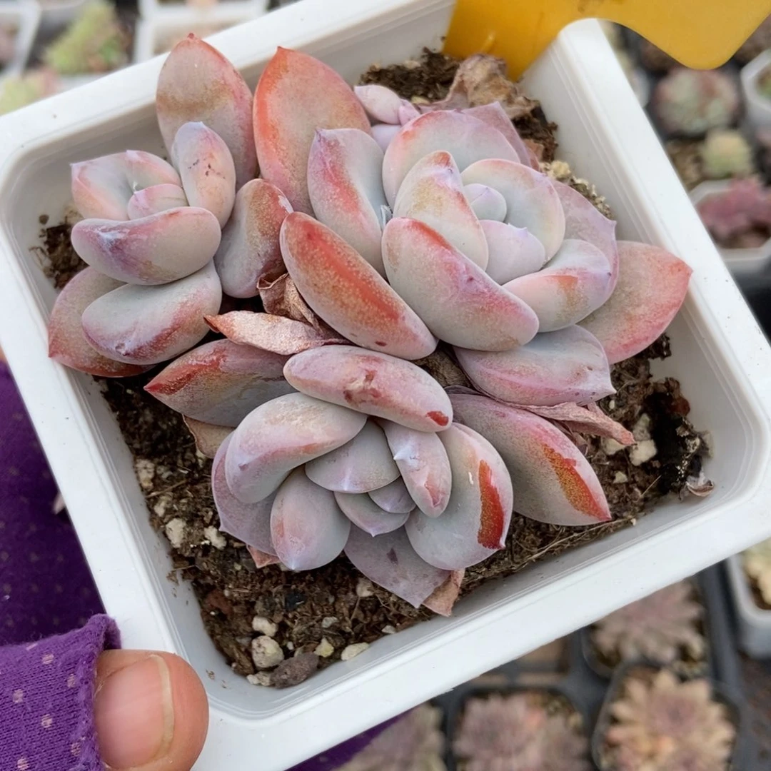 564奶茶多肉植物多肉