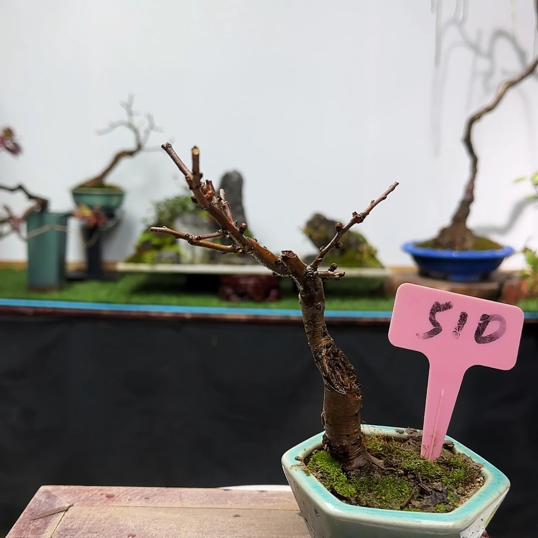 马***宝无花朵海棠都包邮