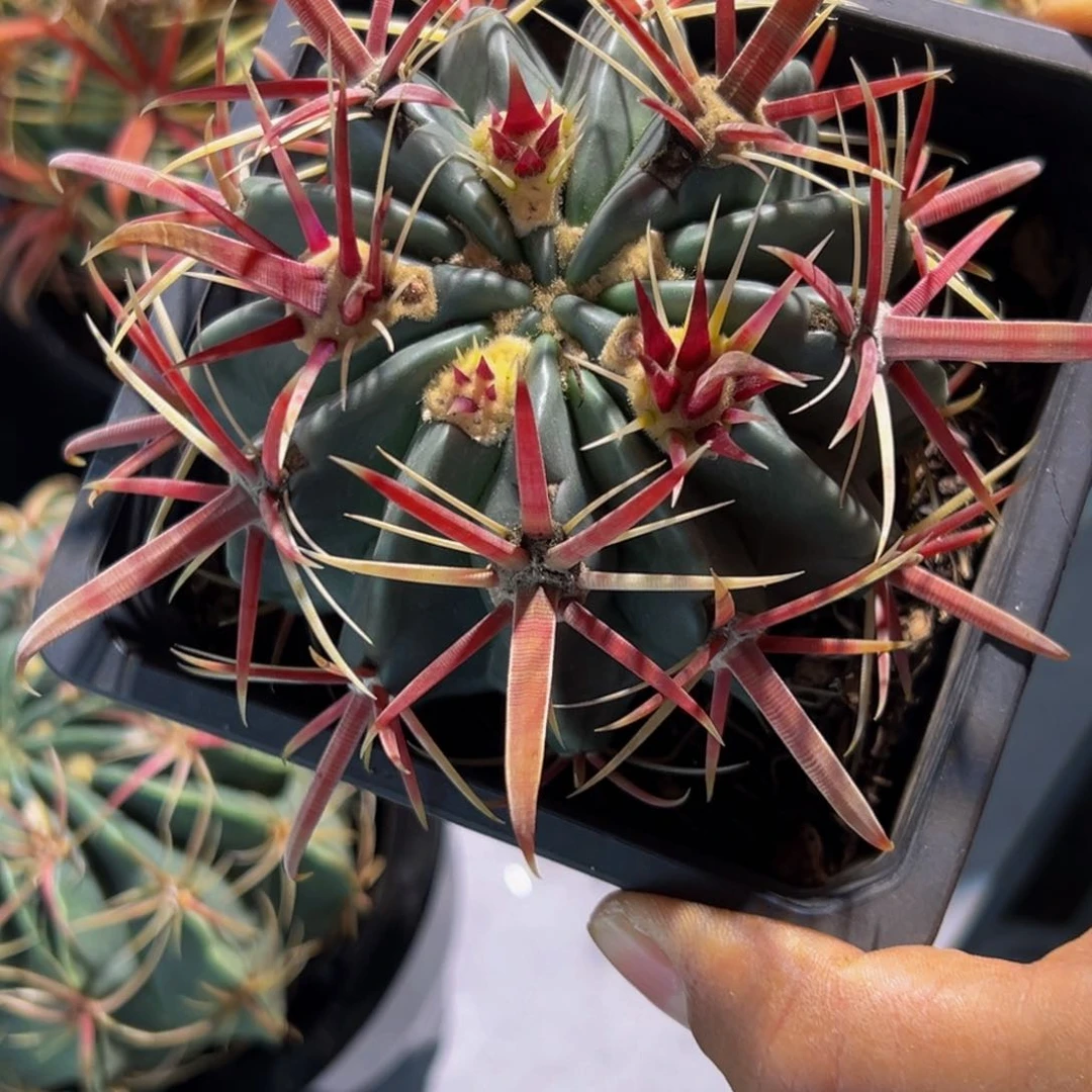 精品丸叶日出小精品88