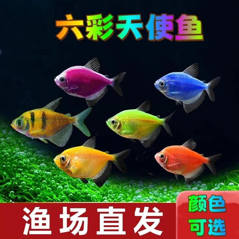 五彩糖果彩色天使鱼活体懒人耐养小型热带观赏鱼灯科鱼新手小鱼儿