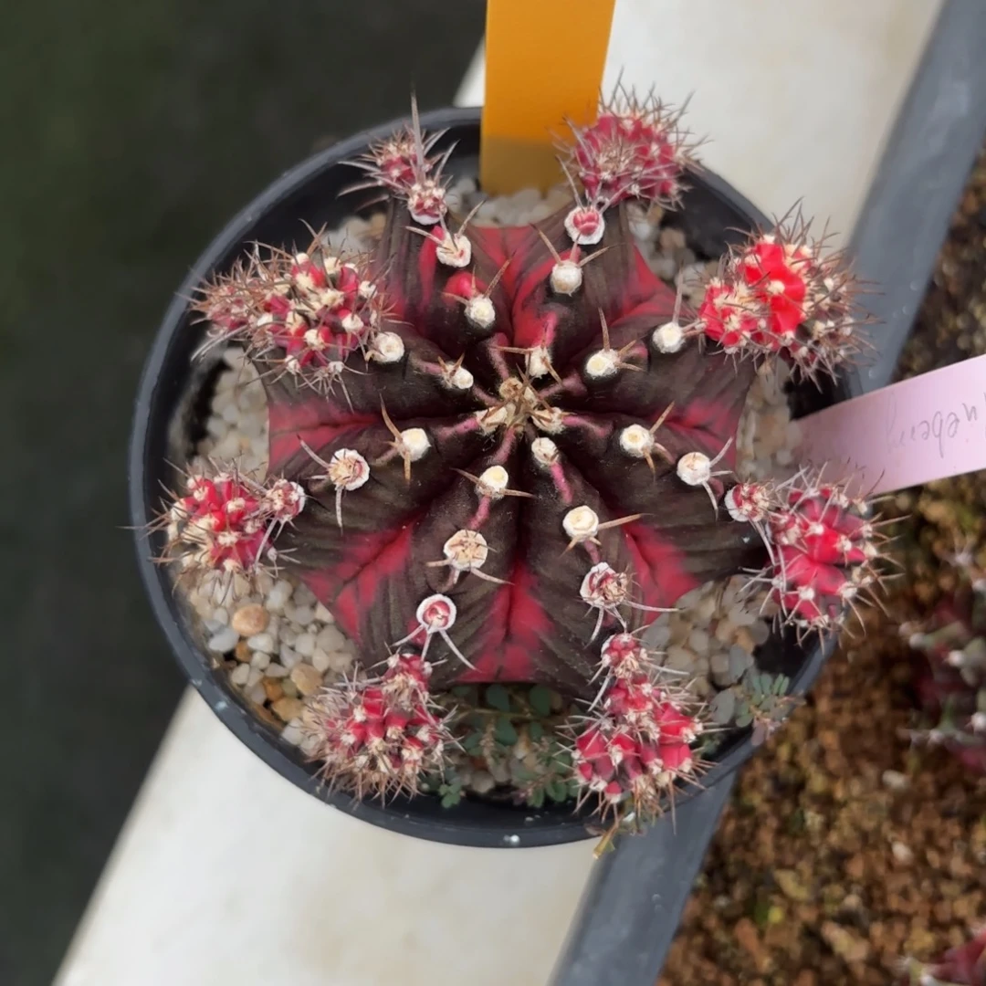 L578-0104泰国发货 蓝莓