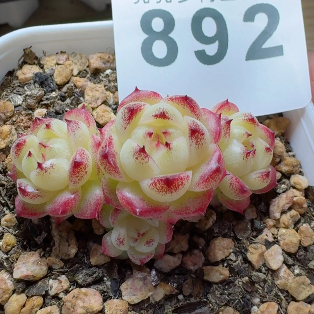 麦秆      愿你一路坦途，乘风破浪展宏图