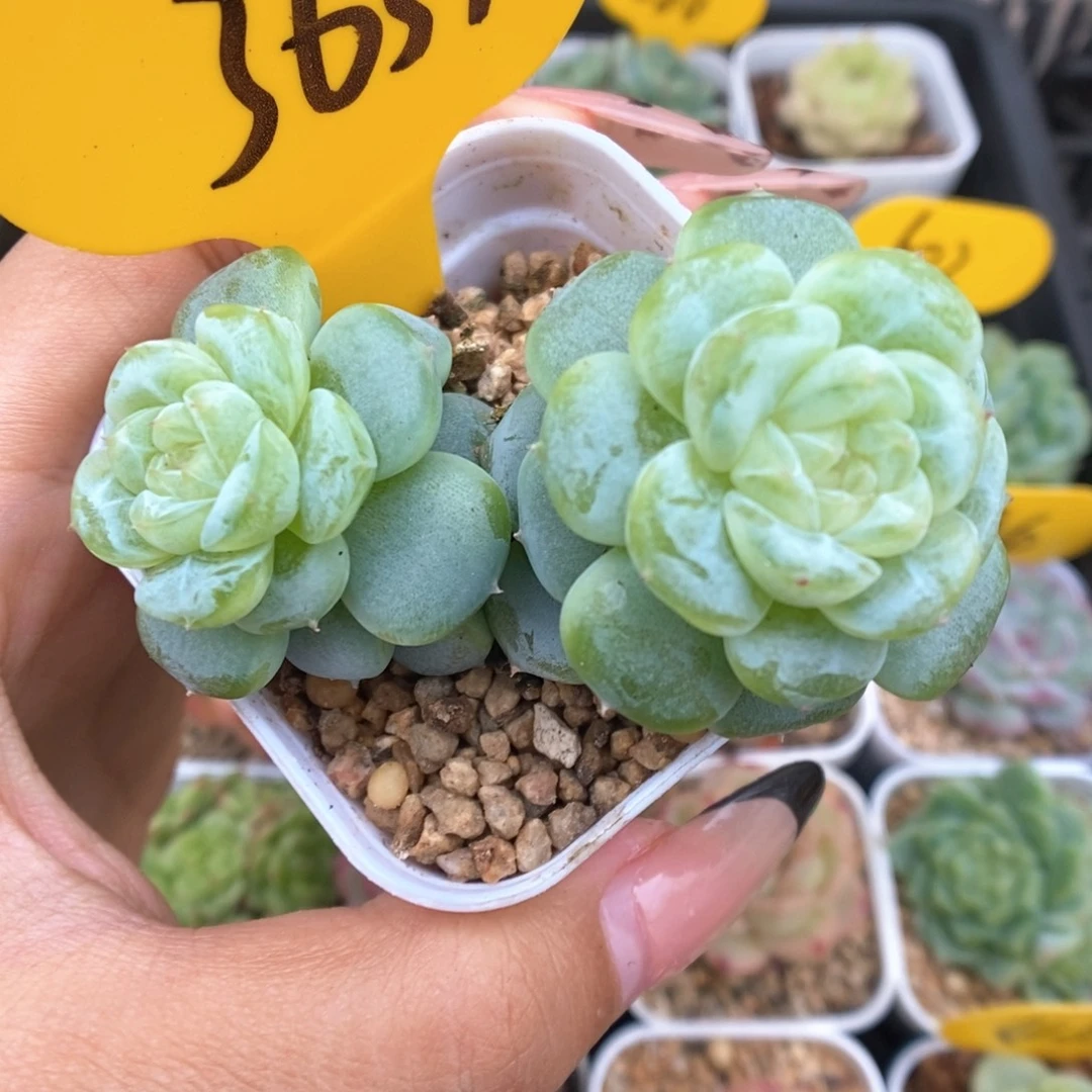 白金珍妮可拍3631号。
