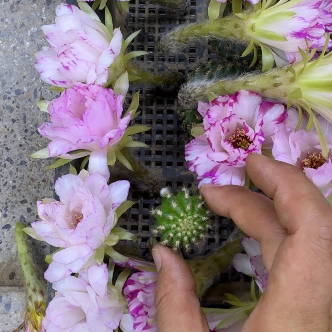 14丽花嫦娥歪3公分左右小无根侧牙，20包邮