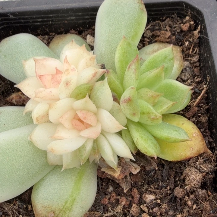 阴阳锦黑水晶锦的锦