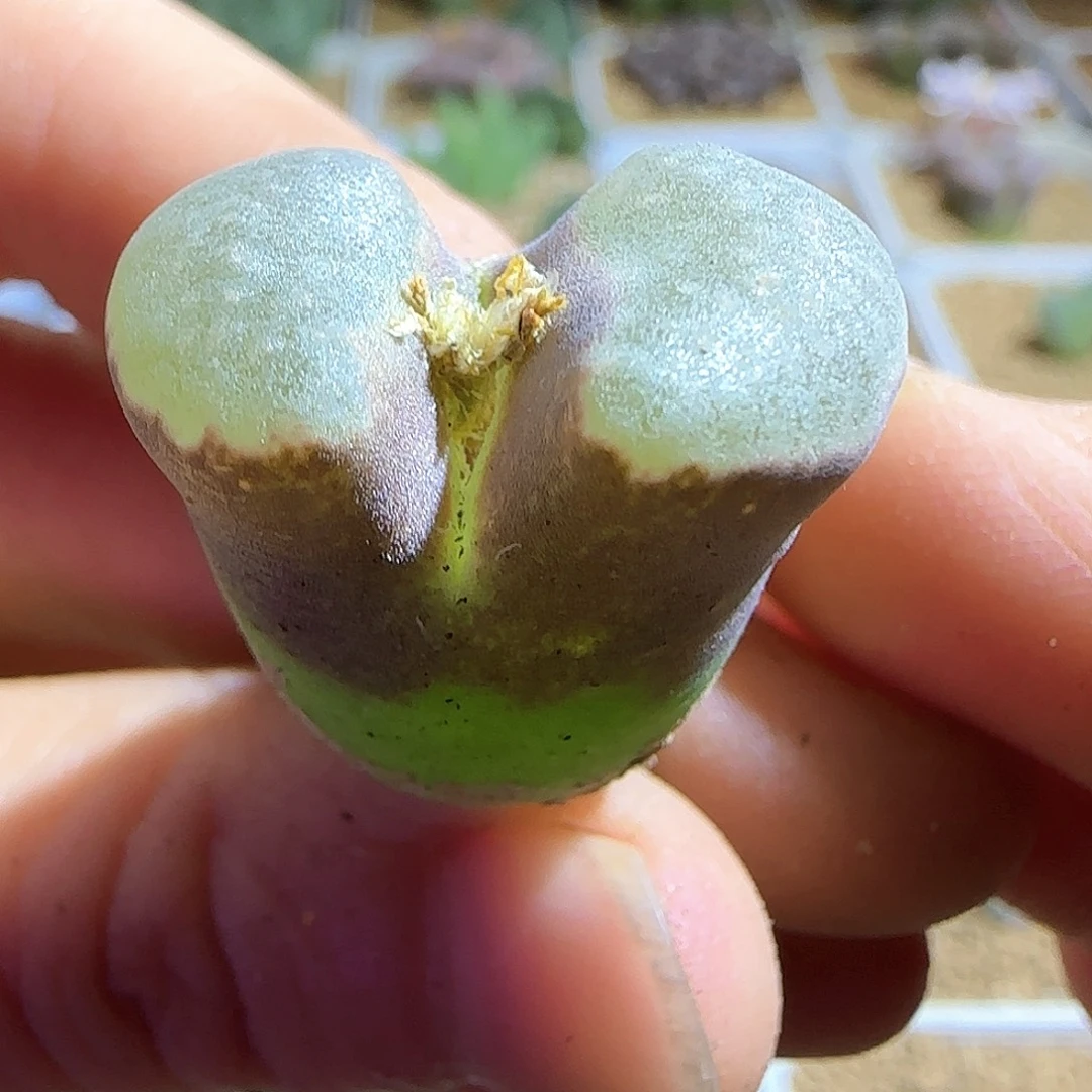 大磁铁。         53778