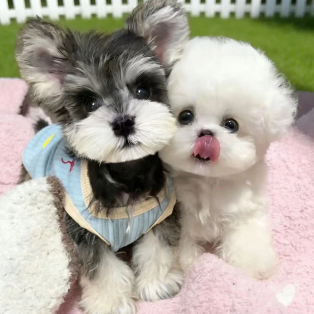 小型犬泰迪熊T宠物狗狗比熊博美泰迪熊