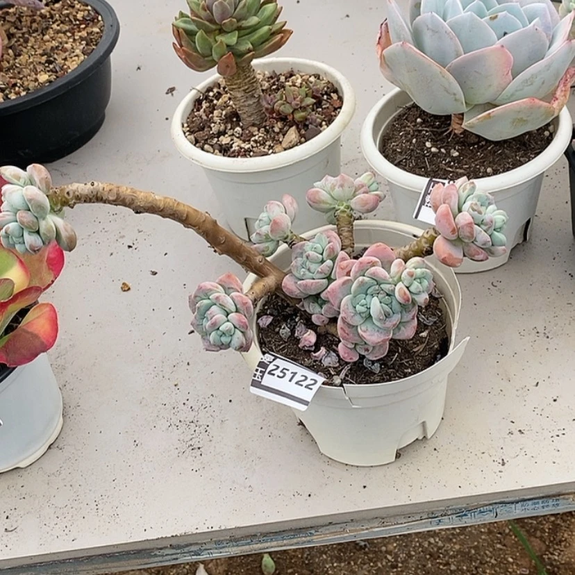 【闪购商品】露凝香25122