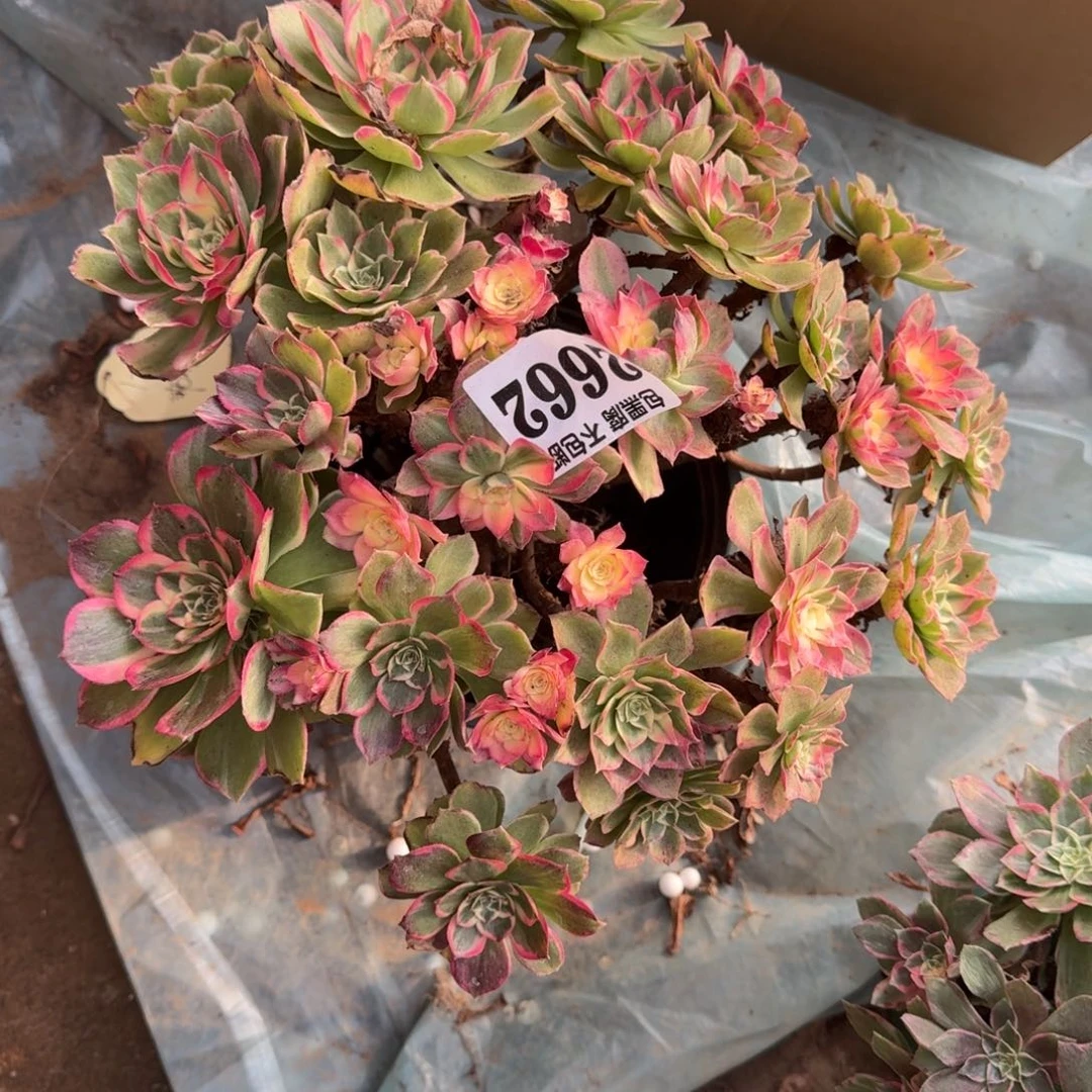 18-1法师丘比特2662