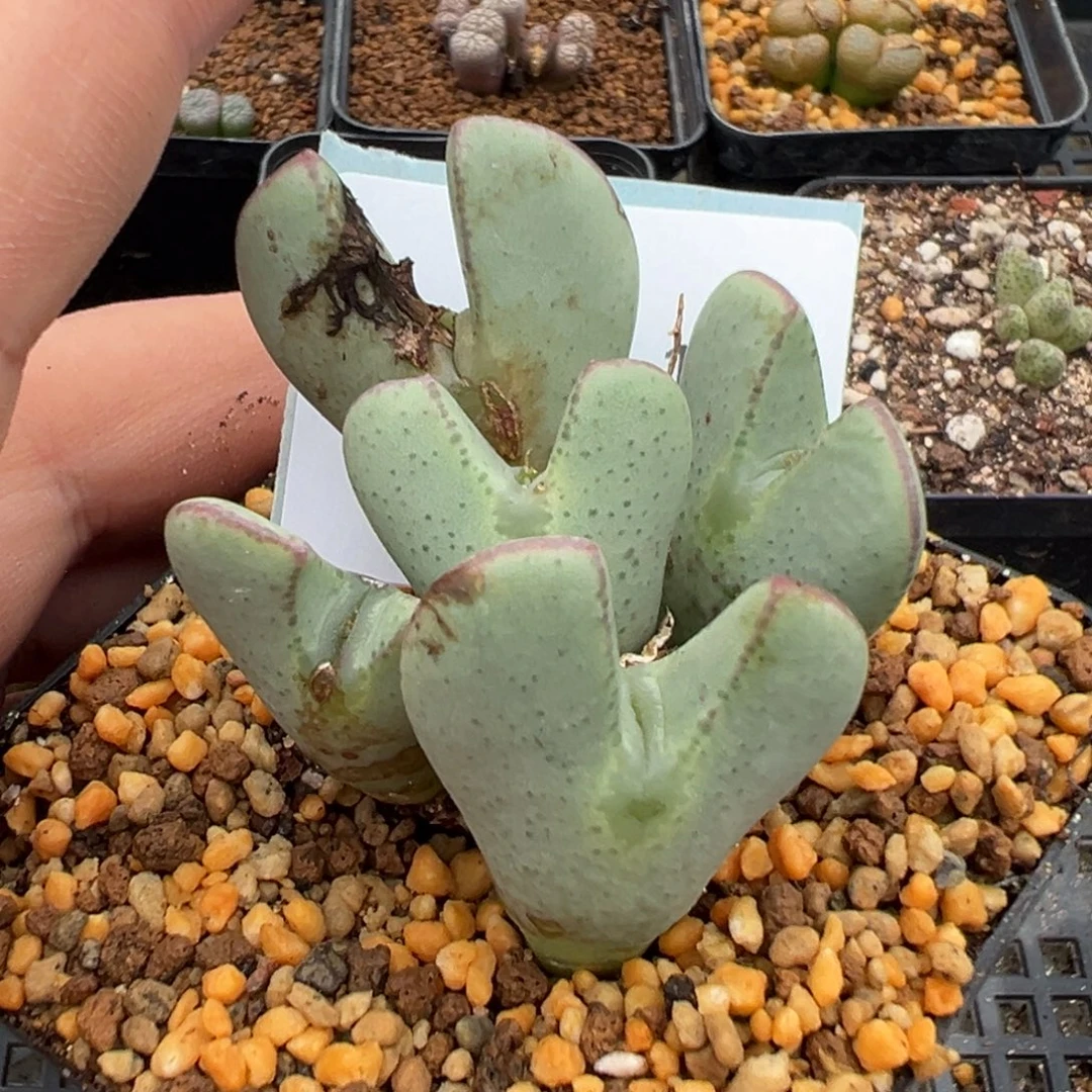 23-181肉锥多肉植物