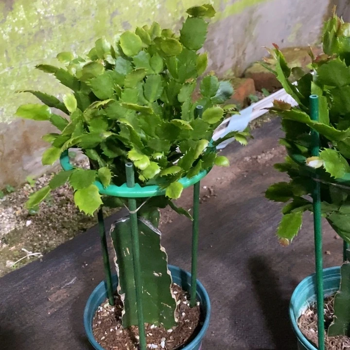 当前无花栽培后可以开花翠***5644嫁接060