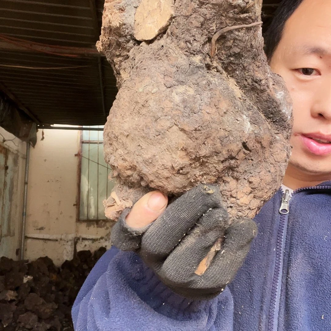 曲***、无花朵000000000000365