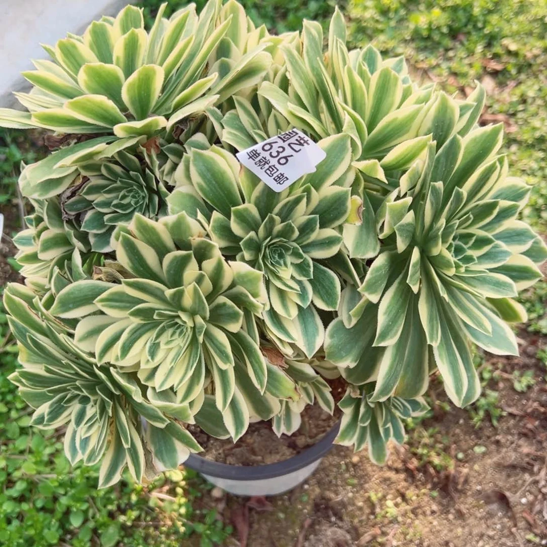 艳凝多肉植物636