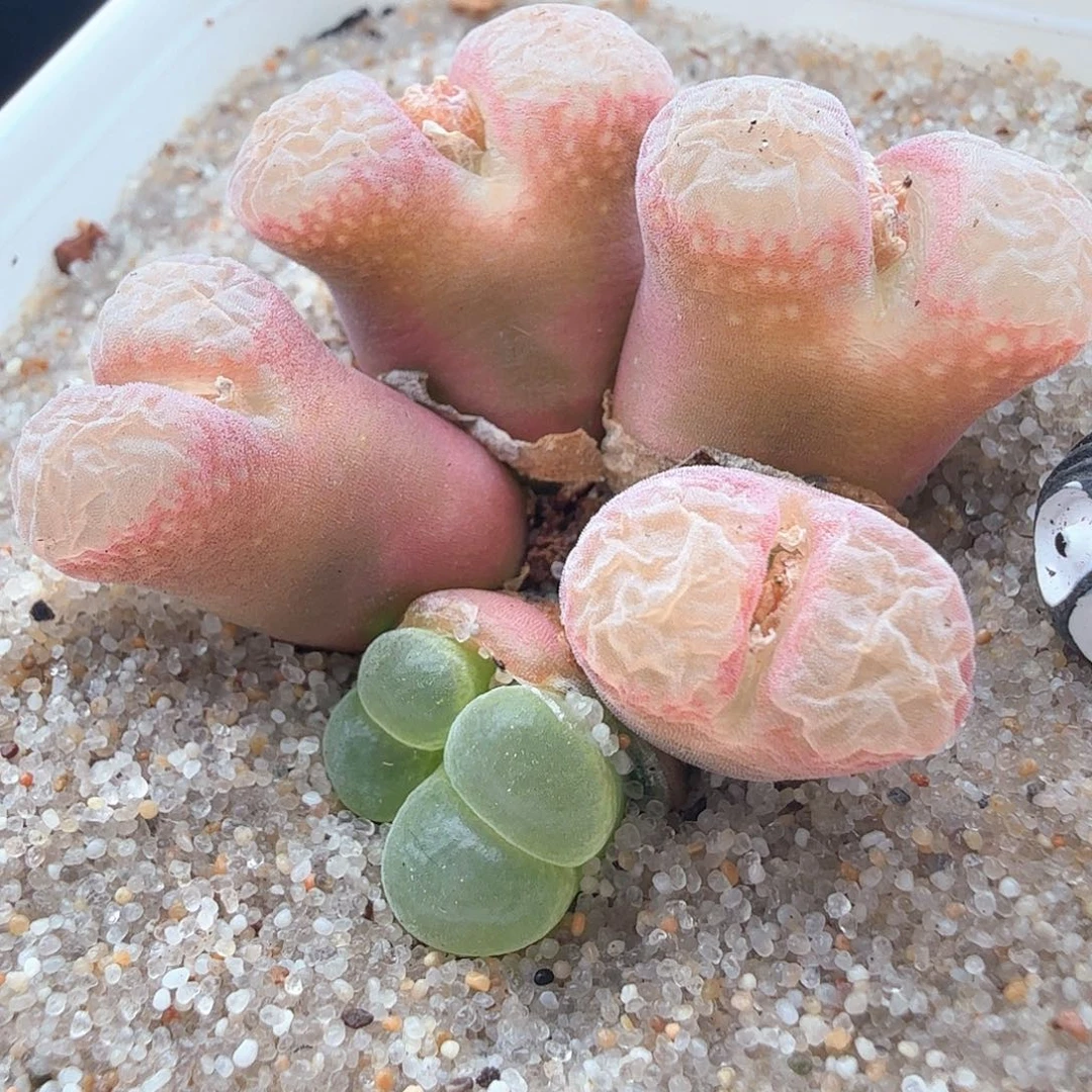 @***心2.22.102/Ry2015爱丽丝风铃母本群多肉