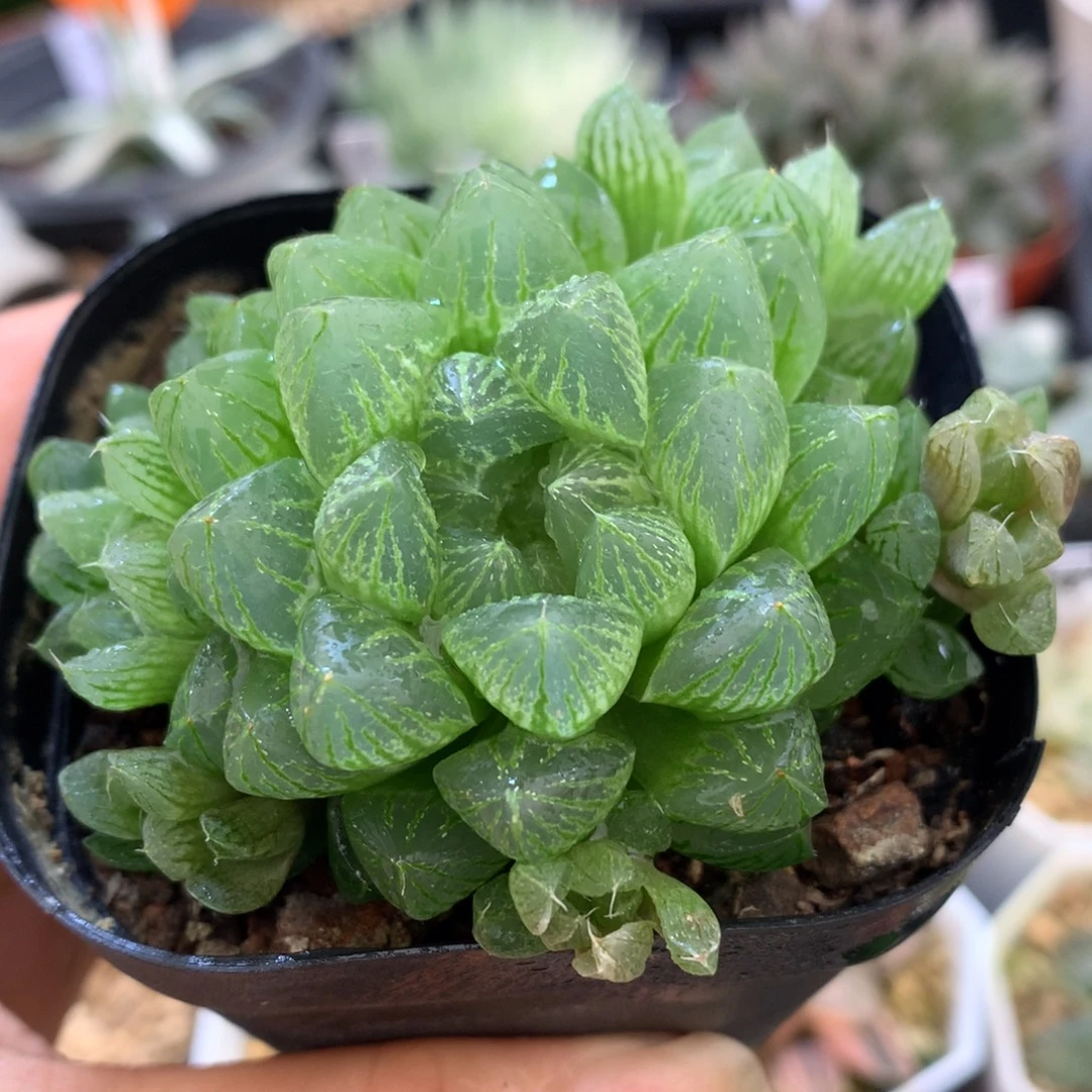 群生雪花玉露，带盆一起