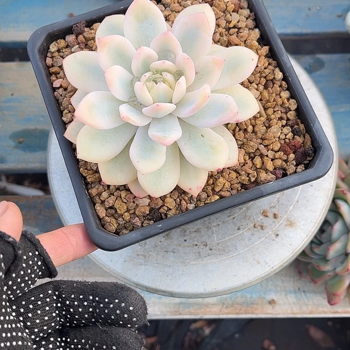 宝***儿多肉植物一物一拍