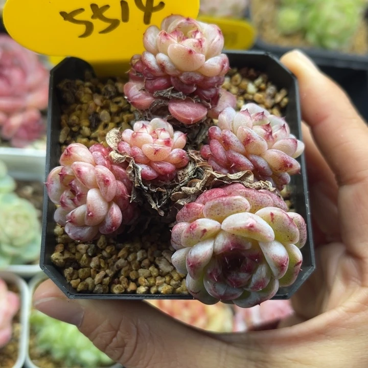 糖心天鹅绒老桩5514