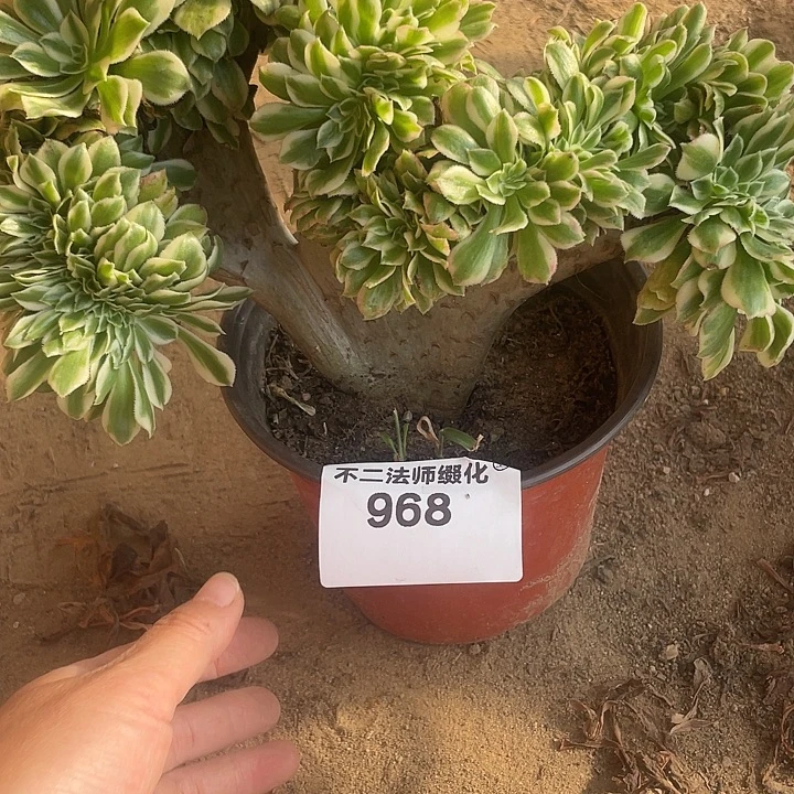 968，迈巴赫缀不包邮