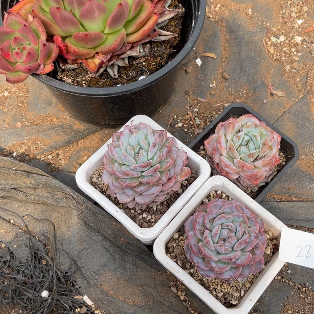 五****。0028组合三颗