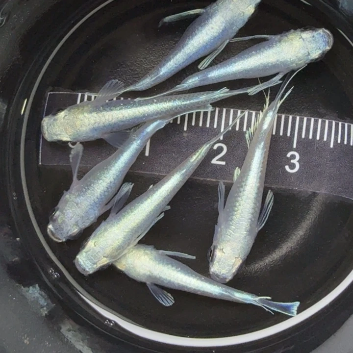 青鳉鱼短体天使9号