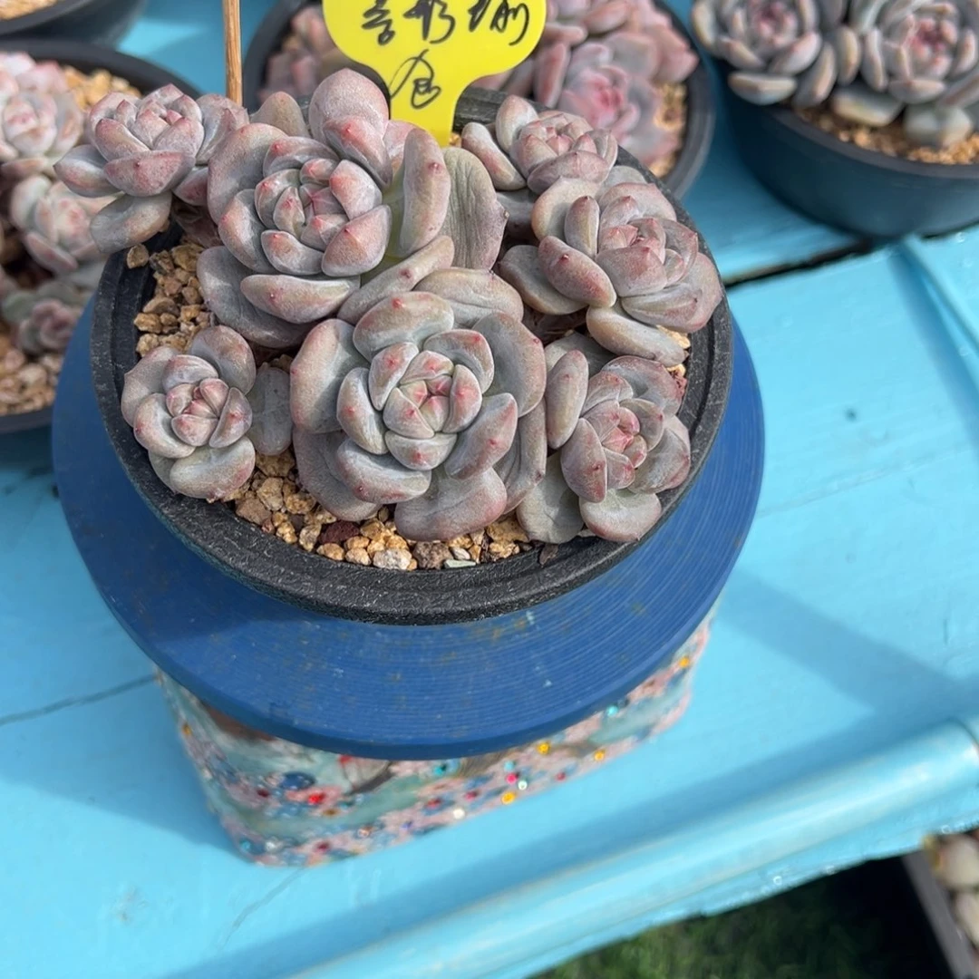 突尼斯星影啊啊啊啊