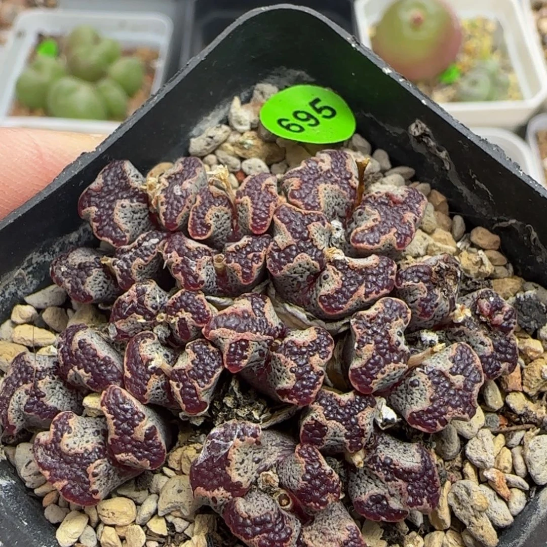 核桃超碟多肉植物695