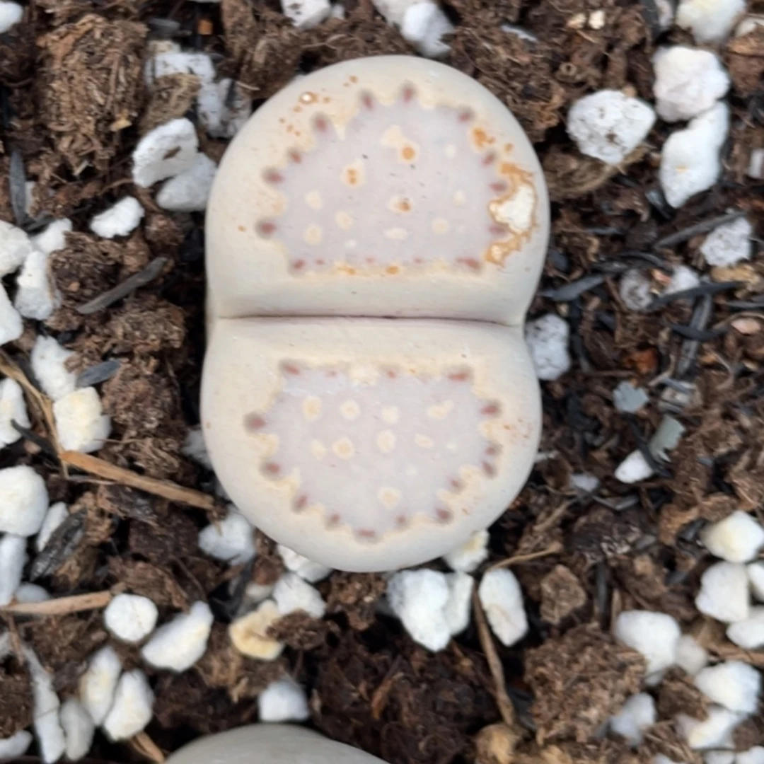 非偏远满20包邮979