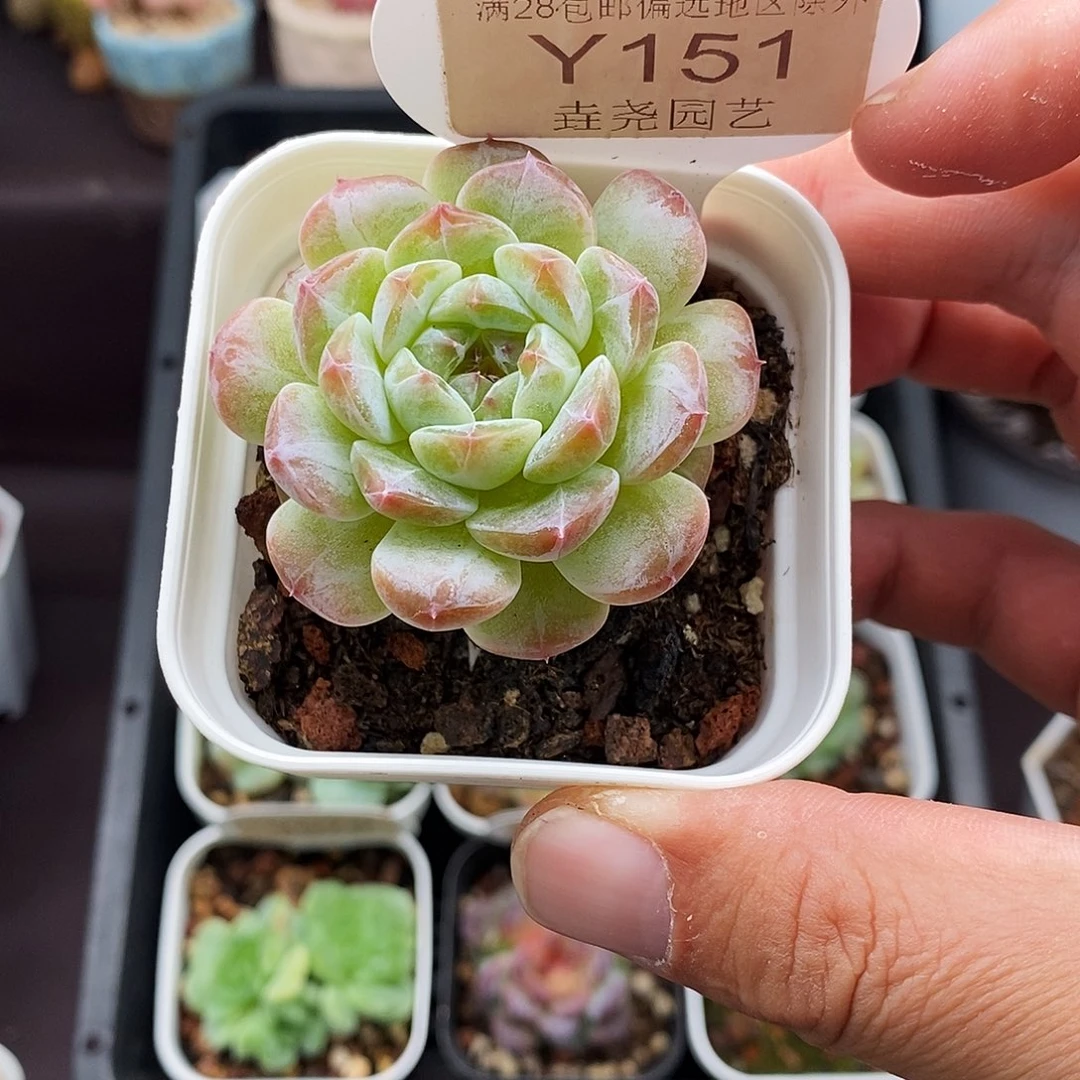 0151 X49 糖心 5cm