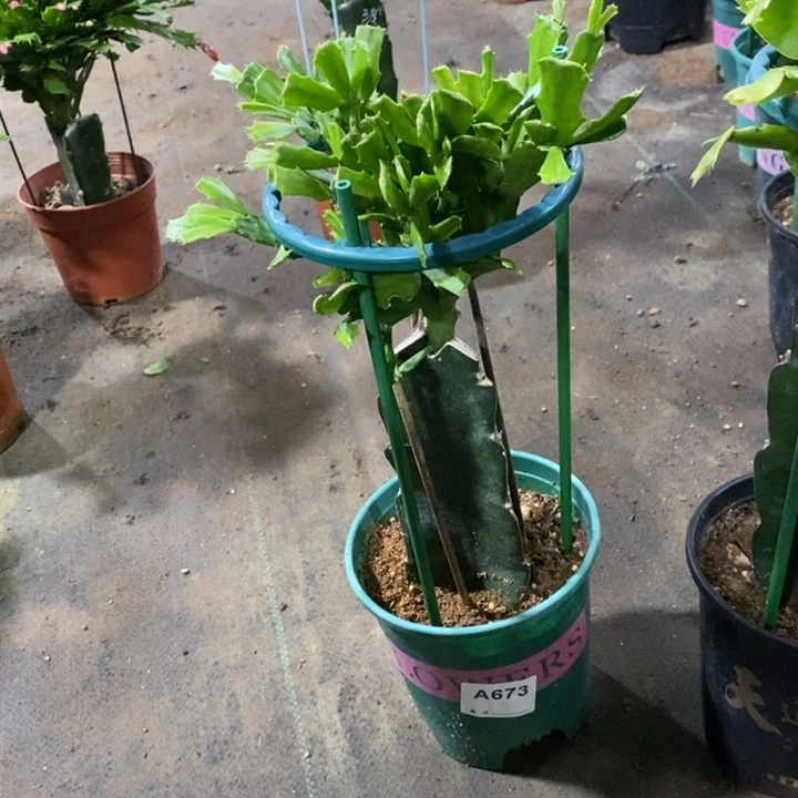 当前无花栽培后可以开花M****T673嫁接081