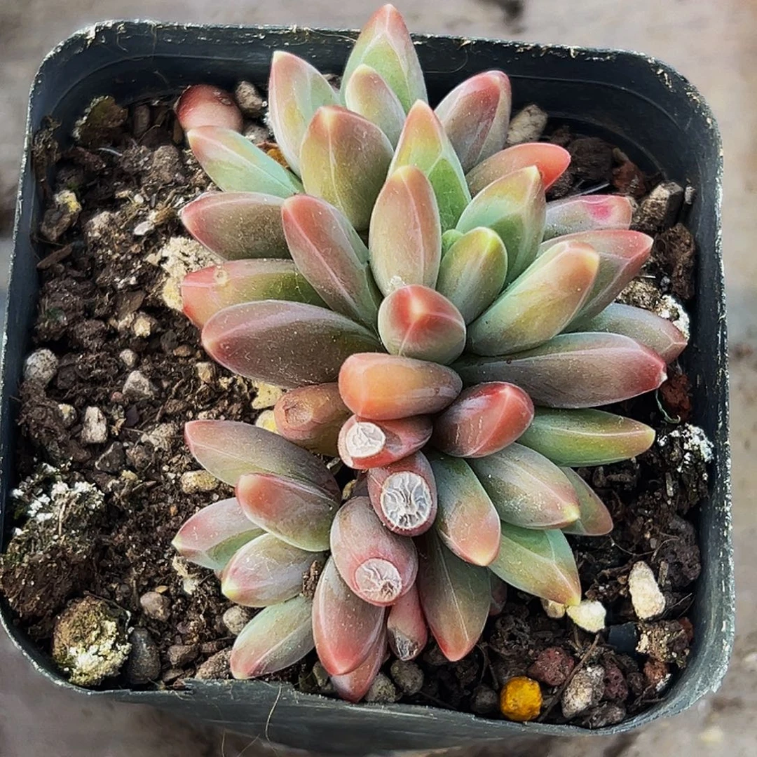 风***华桔云多肉美人精品系列